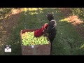 Golden Delicious Apple Being Harvested