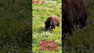 🇨🇦 カナダで熊｜アラスカ・ハイウェイでグリズリーベア｜熊出現