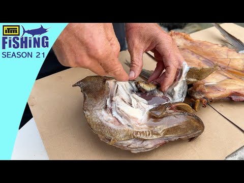 Finding, Catching, Cleaning, And Smoking Deep-Sea Fish. Bluenose, Groper, Hapuku, Bass.