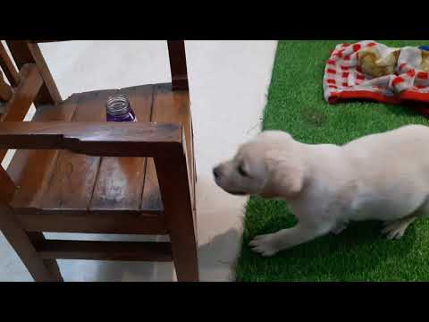 labrador dogs super intelligent