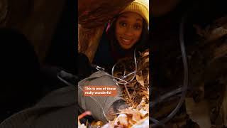 Download lagu Wild Encounters Minisode mp3