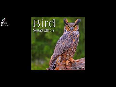 Hollywoodedge, Rooster Crow Typical AT086301/Hollywoodedge, Rooster Crow Typical AT086401