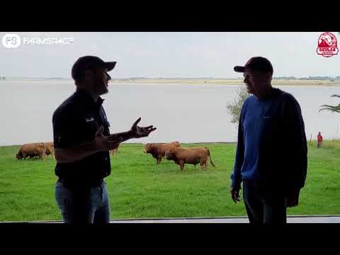 Are you in the market for a Limousin Bull? The Sale of The National Champions is 4 days away.