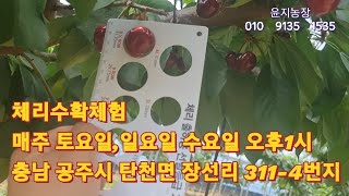 모임  일짜  변경 현재 체리열매들 모습
