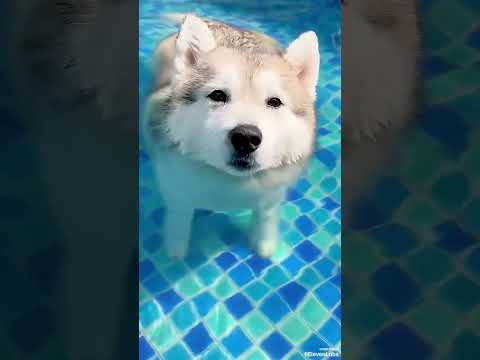 🐶🏊 Хаски и корги впервые оказались в бассейне! Финал получился очень милым! 💙 #shorts
