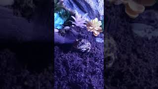 Pac Man Frog Amphibians Videos