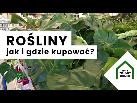 , title : 'PLANT SHOP TOUR | Rośliny doniczkowe | Gdzie warto kupować rośliny | Rośliny z marketu warto?'