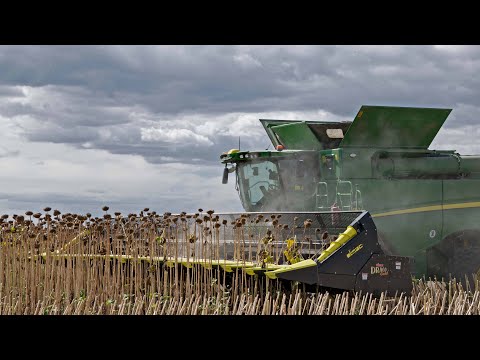 Big Sunflower Harvest 2021 | 16 Row Olimac DRAGO Gold on John Deere S785i combine harvester.
