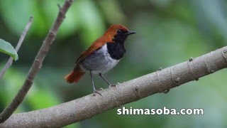 ノグチゲラ営巣とホントウアカヒゲ(動画あり)