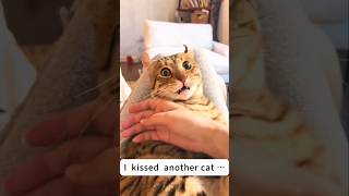 #cat #cute #catvideo #cutecat #funnyvideo #funny #pets