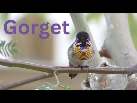 Gorget: History and Hummingbird