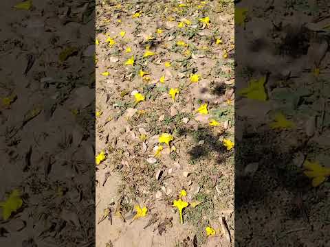 Belíssimo Ipê-amarelo em #Oiapoque #Amapá #Brasil