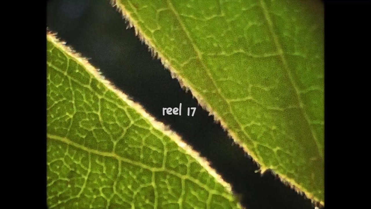 reel 17