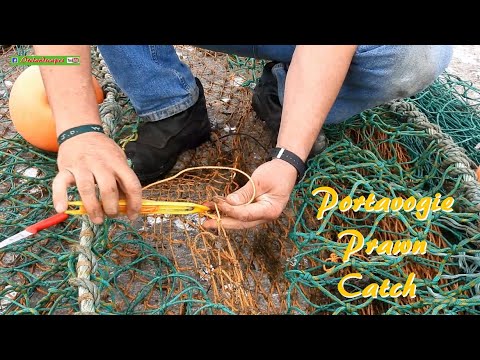 Portavogie Prawn Catch At The Harbour - ( N Irish Fishing Short Documentary and Scenery On Film)