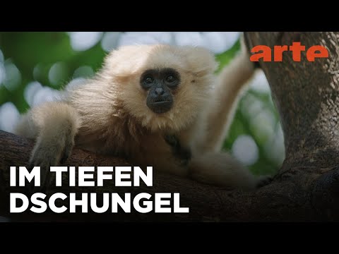 Die Orchideen der Kardamomberge | Kambodschas größter Regenwald | ARTE Fernweh