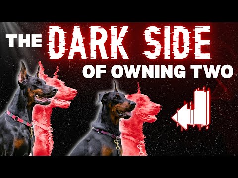 The Shocking Danger of Owning Two Dobermans (Littermate Syndrome)