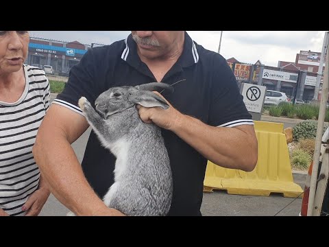 New Zealand Reds, Cali and Chinchilla in Ghana 🇬🇭. Ace Rabbit farm is doing the investments.