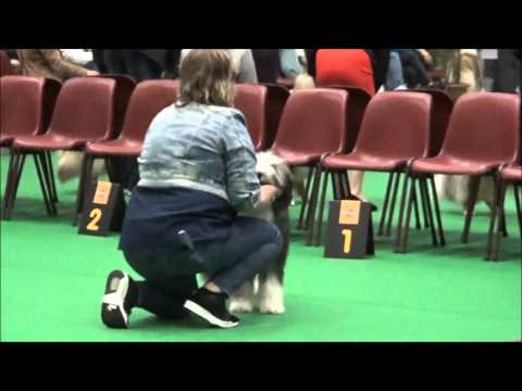 Dogshow Arnhem 23-5-2015 .. Bearded Collies