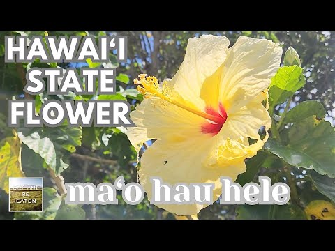 Hawaii State Flower (yellow hibiscus / Ma‘o hau hele ) | Canoe Plants of Hawaii