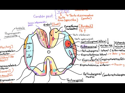 Neuroanatomía: Médula espinal 2. Configuración interna