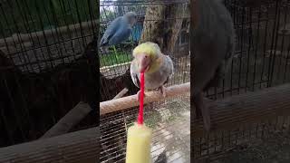 Download lagu lolohin anakan burung falk / parkit Australia #videoshorts #parbeng #pets #birds mp3