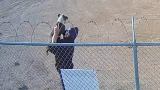 Dog Up for Adoption After Being Hurled Over Wired Fence