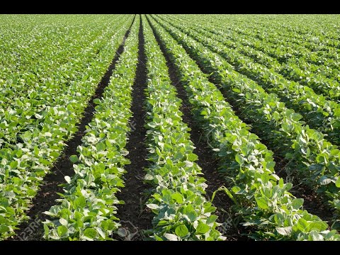 Soya Bean Farming The Most Profitable Beans to Farm - Soybeans