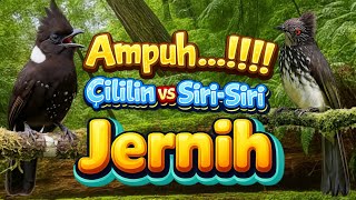 Download lagu MASTERAN CILILIN VS SIRI-SIRI SUARA JERNIH , MASTERAN BURUNG JUARA mp3 Download lagu MASTERAN CILILIN VS SIRI-SIRI SUARA JERNIH , MASTERAN BURUNG JUARA mp3