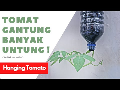 , title : 'Hanya Dengan BOTOL BEKAS! Tanam Tomat Gantung Organik | Upside Down Methods'