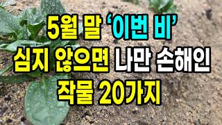 5월말 이번 비 심지 않으면 나만 손해인 작물 20가지