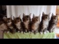 latest funniest cats group dance ever 2016 ...... you never seen before