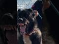 3 Dogs vs Kangal Shepherd 😱 Who Will Protect You? #shorts