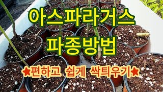[아스파라거스재배] 쉽게 싹튀우는 방법
