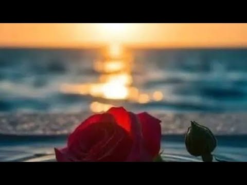 Amu tube is liveመን አሎ ሞሳይ ዝደማመር