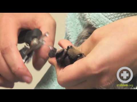 How to Trim Your Cat’s Nails