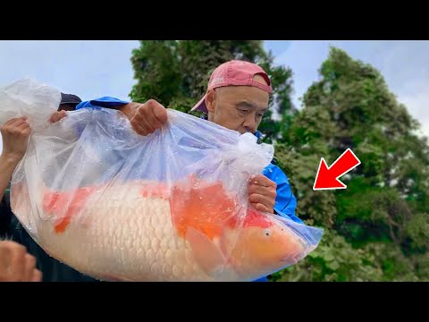 Day in the Life of a Japanese Fish Breeder, hard work pays off!