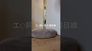 吾輩は猫になりたい