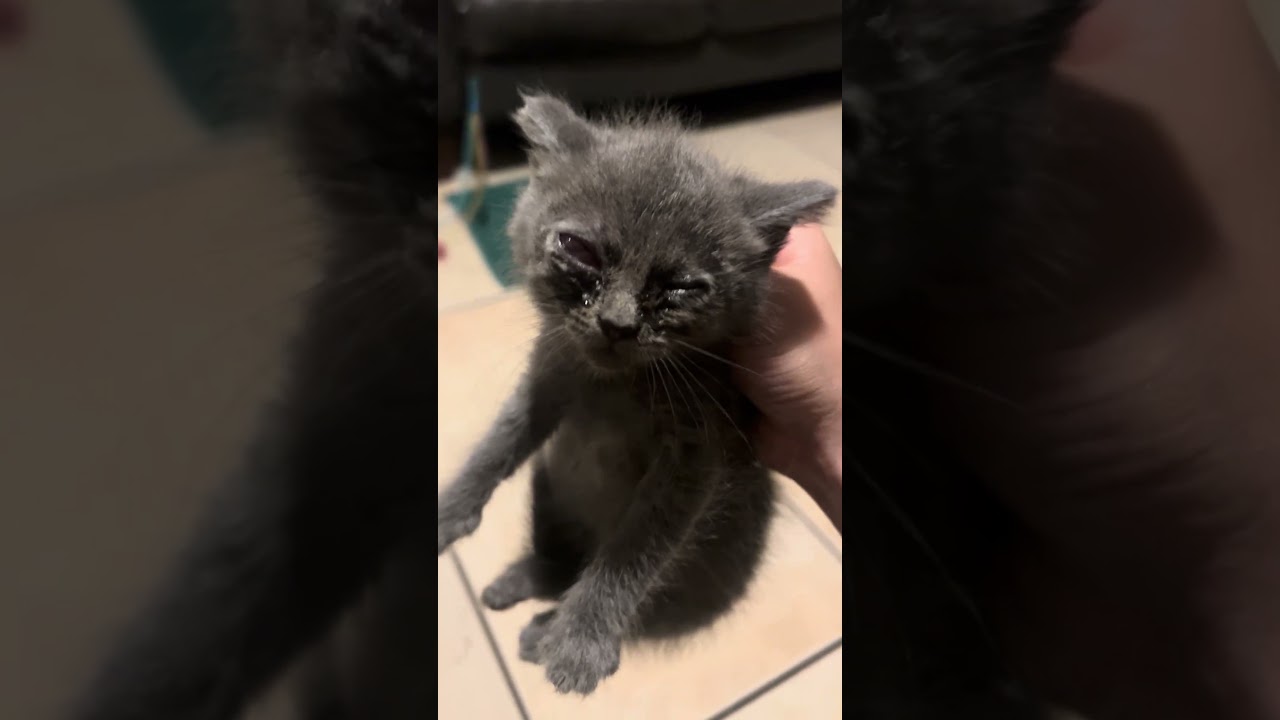 These 5 Newborn Kittens video