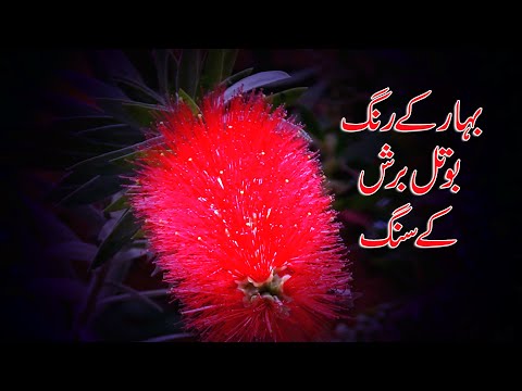 Amazing Nature Scenery and Colorful Flowers | Beautiful Views of Nature | Abdul Majeed Batti