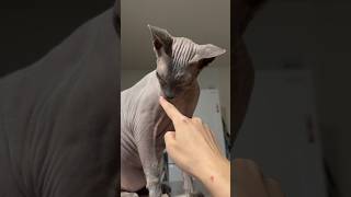 血管がすごい猫スルタン【スフィンクス】