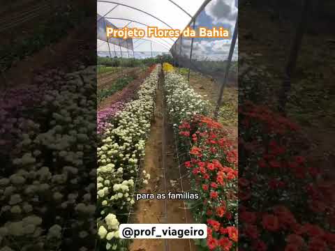 Projeto Flores da Bahia, Macaúbas, Miguel Calmon. Siga @prof_viageiro no Instagram
