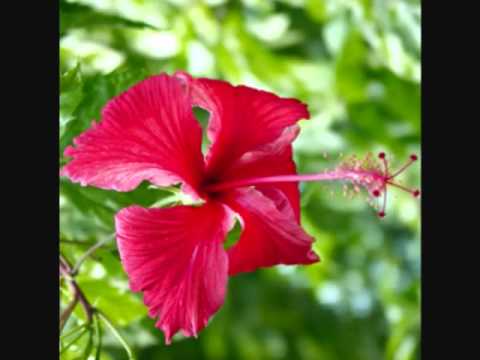 Sweet sound of Rabab