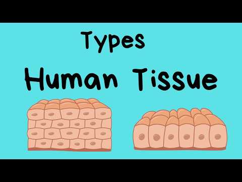 Types of Human Body Tissue