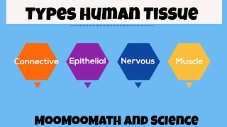 Types of Human Body Tissue