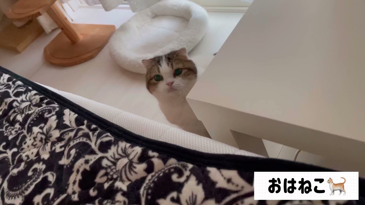 【スコティッシュフォールド】起こしに来たようで朝ごはんの催促