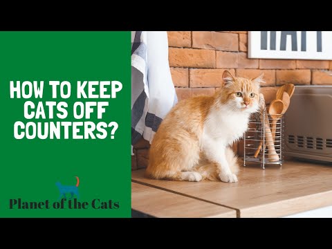 How to Keep Cats Off Counters?