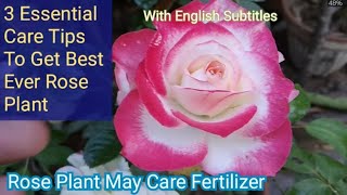 Rose Plant May Care Tips | 3 Essential Care Tips To Get Best Ever Rose Plant #RosePlantcare Hindi