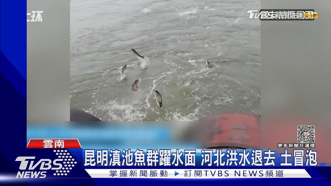 昆明滇池魚群躍水面 河北洪水退去、土冒泡