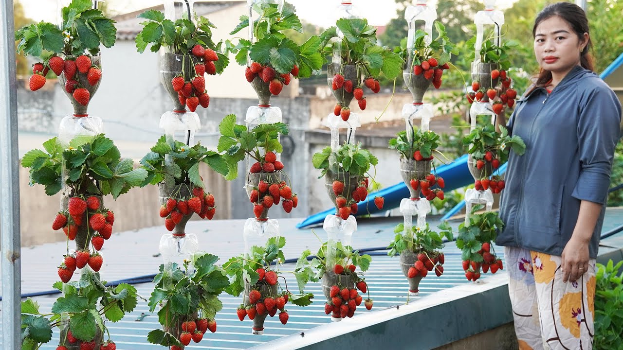 Turn Plastic Bottles Into A 3 Story Hanging Garden Filled With Delicious Strawberries