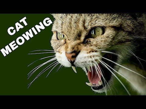 Cat Sound Effect | Cat Meowing